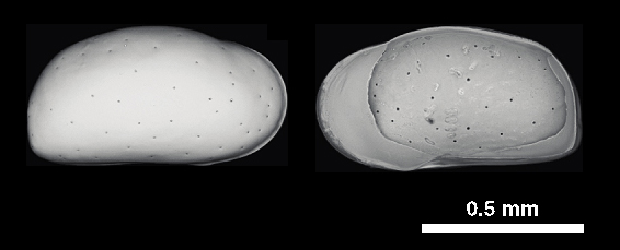 Images 2b: Calcitic shells of deep-sea ostracod genus Krithe. Shells of this genus were used for geochemical analysis. Note that these are just for illustration purpose and not the specimens from the studied area. Photo credit: Moriaki Yasuhara